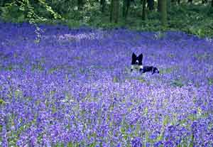 Border Collie - Ruth