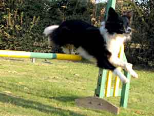 Border Collie - Ruth