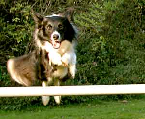 Border Collie - Ruth