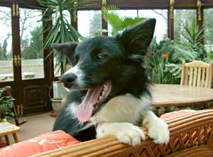 Border Collie - Ruth