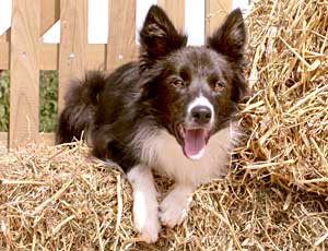 Border Collie - Ruth