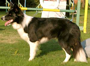 Border Collie - Ruth