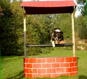 Dog Agility