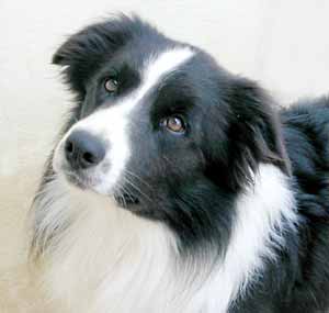 Border Collies: Scrumpy