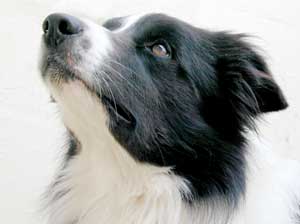 Border Collies: Pretty Scrumpy