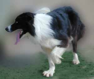 BORDER COLLIES A HERDING BREED