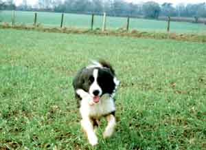 Scrumpy coming back at speed 