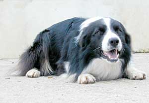 Border Collies: Scrumpy waiting - and he does not want to!