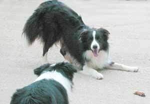 Border Collies: Scrumpy inviting Deborah