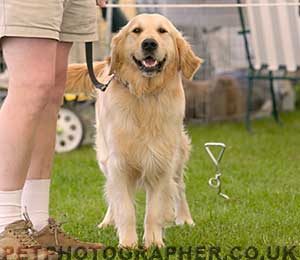 Golden Retriever Severus