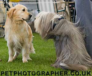 Golden Retriever Severus