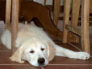 Golden Retriever puppy