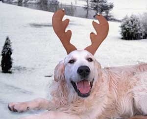Golden Retriever