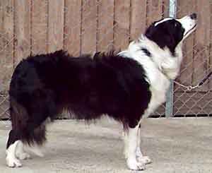 dog showing - Border Collies