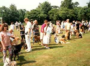 dog showing - Golden Retrievers