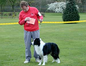 dog showing - Border Collies
