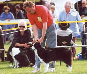 dog showing - Border Collies