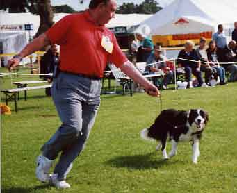 dog showing - Border Collies