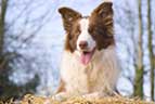 Brown Border Collie Image