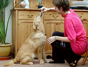 kennel club good citizens award