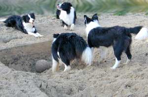 Border Collie, Cider and family playing footaball