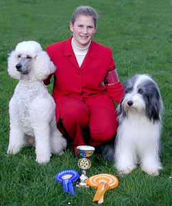 poodle-and-beardie