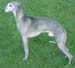 whippet